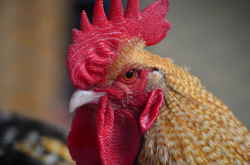 The Convicting Rooster Crowed